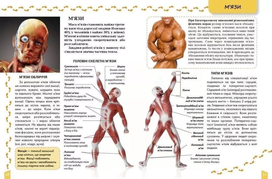 Энциклопедия для любознательных О теле человека 9786177292561 фото